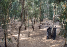 "יער בראשית", פארק הירקון
